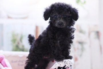 トイプードル(ティーカップ)【東京都・女の子・2019年6月3日・シルバー】の写真「希少　良血シルバーティーカップ女の子」