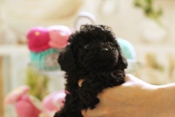 トイプードル(タイニー)【東京都・男の子・2020年4月18日・ブラック】の写真「超良血可愛い系ブラックくん」