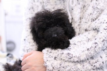 トイプードル(タイニー)【東京都・女の子・2018年8月21日・ブラック(ブルー)】の写真「タイニー確定のブラックの女の子」