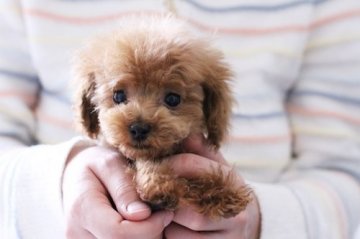 トイプードル(ティーカップ)【東京都・男の子・2015年12月16日・レッド】の写真「ティーカップサイズ確定の良血可愛い男の子です♪」