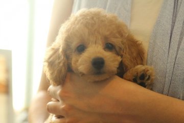 トイプードル(トイ)【東京都・男の子・2017年5月12日・クリーム】の写真「綺麗な　良血の男の子」