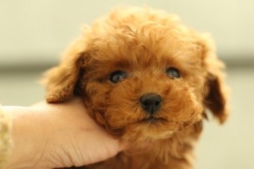 トイプードル(ティーカップ)【東京都・男の子・2014年11月4日・超良血 レッド ティーカップサイズ】の写真「超良血　ティーカップサイズ」