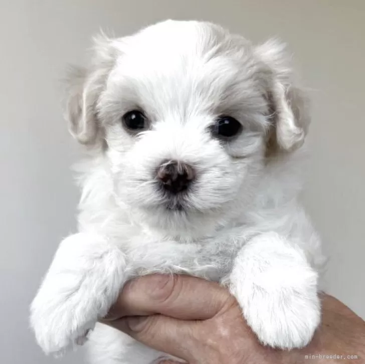 ID：2508-02673の子犬