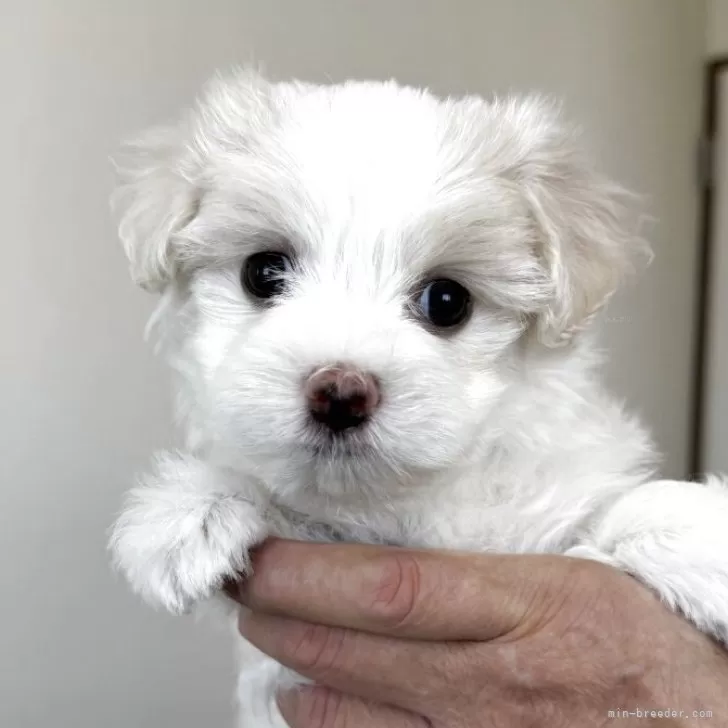 ID:2508-04893の子犬