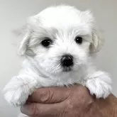 マルチーズ