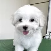マルチーズ