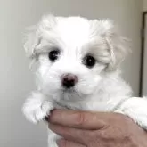 マルチーズ