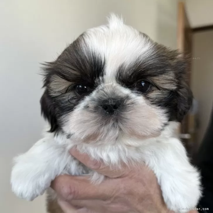 ゆうちゃん 様のお迎えした子犬