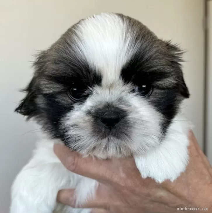 ID：2401-00081の子犬