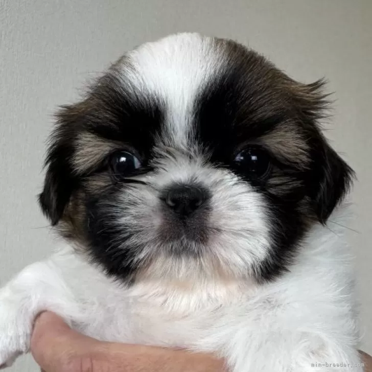 ID：2409-07876の子犬