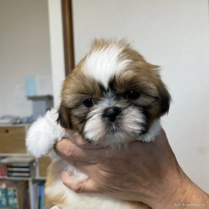 ID：2303-00094の子犬