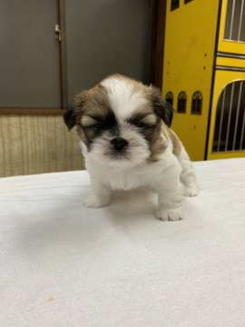 シーズー【栃木県・男の子・2020年5月27日・ゴールド&ホワイト】の写真「兄弟で一番明るく活発な性格」