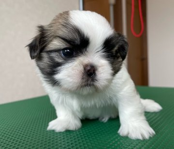 シーズー【栃木県・女の子・2022年3月16日・ホワイト・ゴールド】の写真「顔立ち、骨格、カラーいずれも良い仕上がりです」