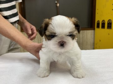 シーズー【栃木県・男の子・2020年5月27日・ゴールド&ホワイト】の写真「賢い次男坊、人の顔をよく見てきます」