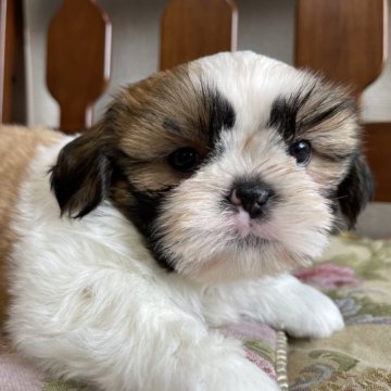 シーズー【栃木県・男の子・2023年1月18日・白・茶】の写真「元気な男の子」