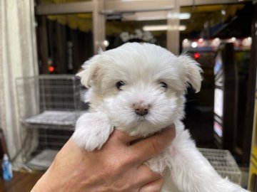 マルチーズ【栃木県・男の子・2021年2月13日・ホワイト】の写真「明るく活発な男の子です。毛量も多くふわふわな子犬で」