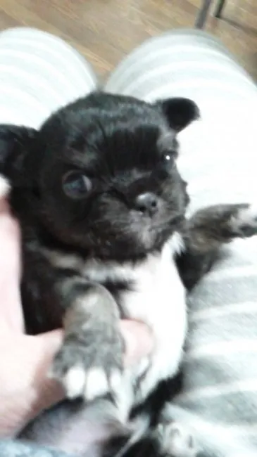 ID:1611-00358の子犬