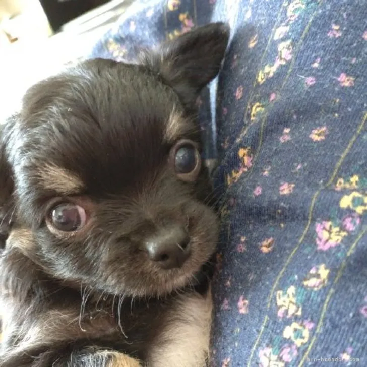 ID:2309-00301の子犬