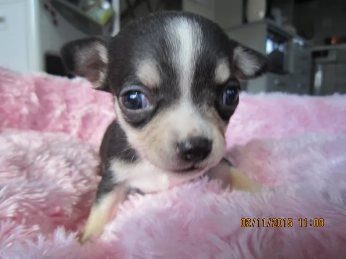 ID：1502-00869の子犬