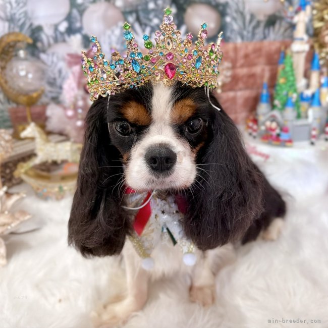 豊福由起子ブリーダーのブログ：クロミちゃん無事出産