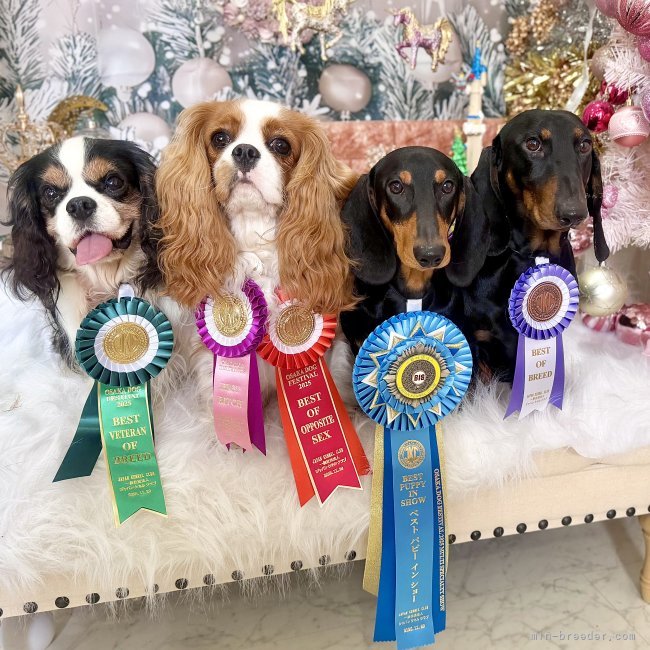 豊福由起子ブリーダーのブログ：我が家の今年さいごのドッグショー