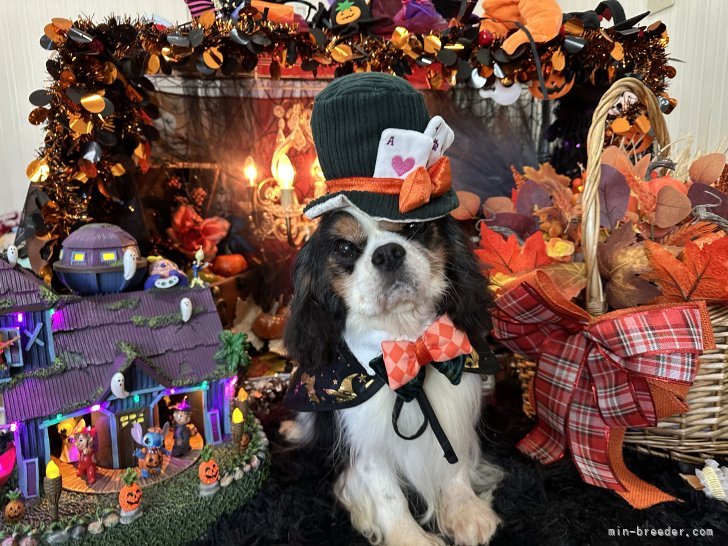 豊福由起子ブリーダーのブログ：ハッピー　ハロウィン