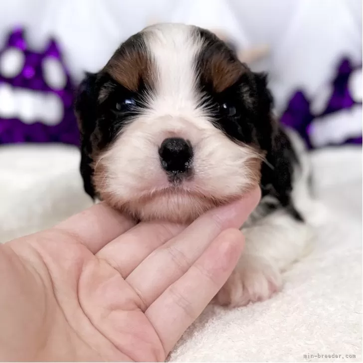 M.S 様のお迎えした子犬