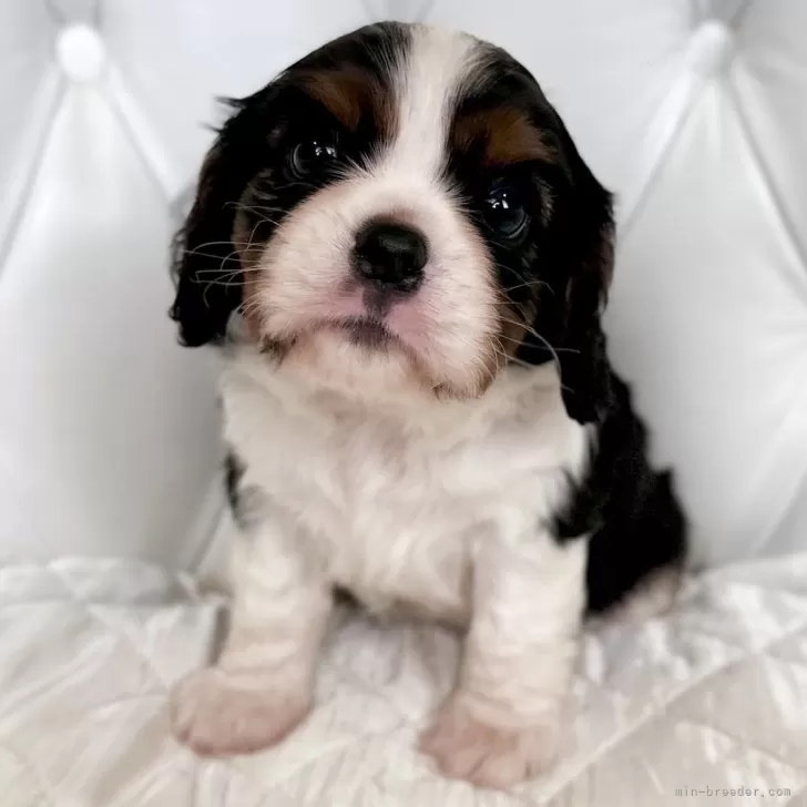 ID:2509-03200の子犬