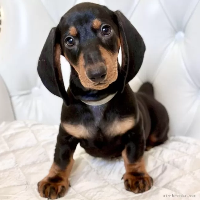 たかこ 様のお迎えした子犬