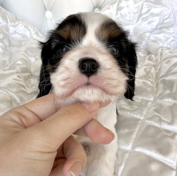 キャバリア【福岡県・女の子・2025年1月19日・トライ】の写真「DM(遺伝子疾患)発症確率0%」