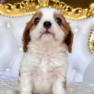キャバリア【福岡県・男の子・2025年1月27日・ブレンハイム】の写真「DM(遺伝子疾患)発症確率0%」