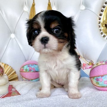 キャバリア【福岡県・女の子・2024年11月22日・トライ】の写真「DM(遺伝子疾患)発症確率0%」