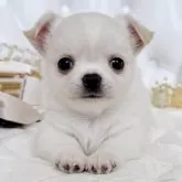 チワワ(ロング)