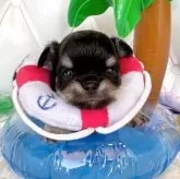 チワワ(ロング)