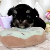 チワワ(ロング)