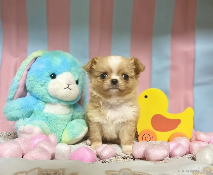ID:2011-03055の子犬