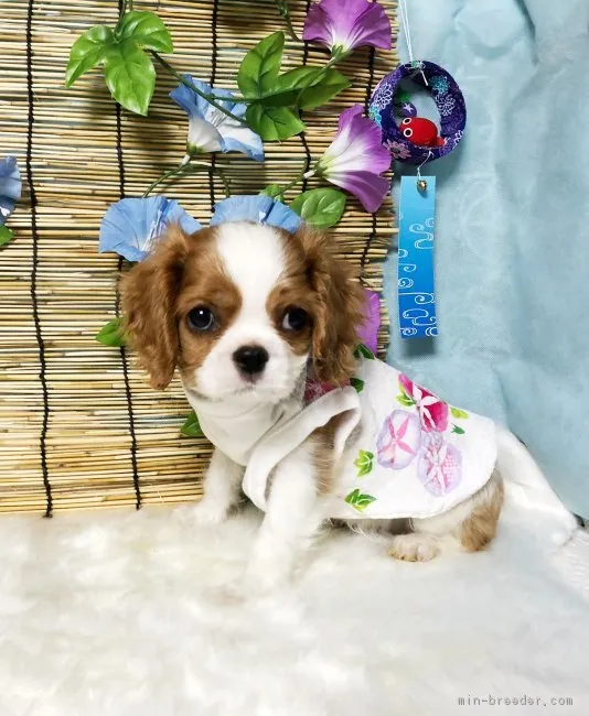 ID:1808-02571の子犬