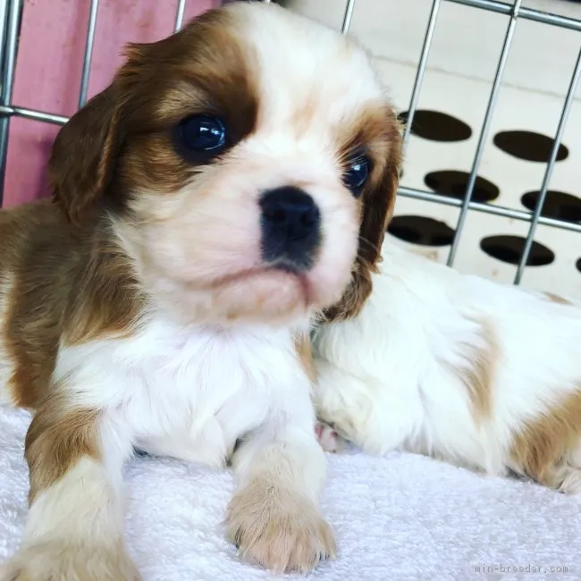 ID：1811-01299の子犬