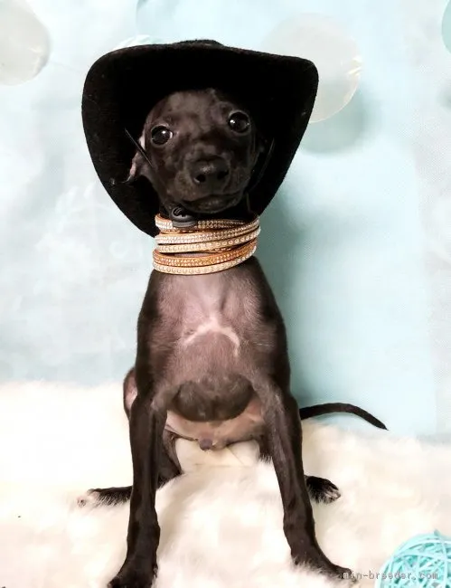 ID：1807-00758の子犬