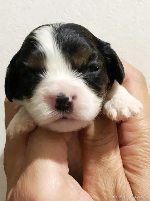 ID：1811-00115の子犬