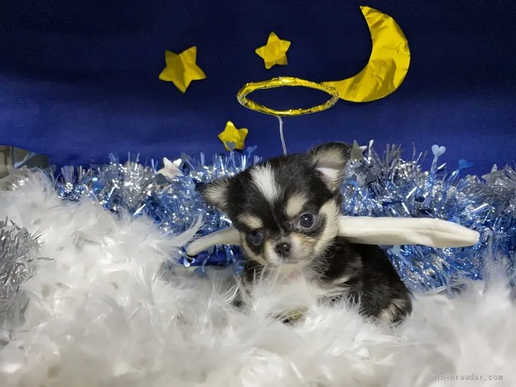 ID:2003-02045の子犬