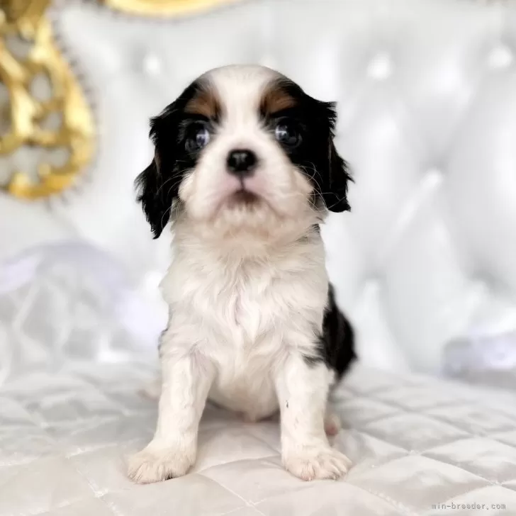 ID:2403-00630の子犬