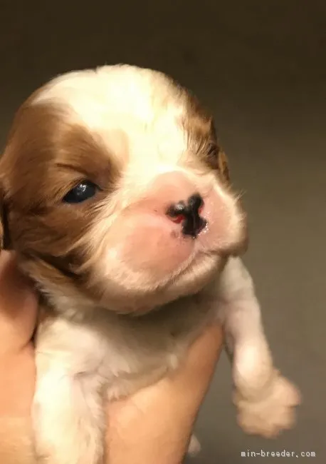 ID:1709-00116の子犬