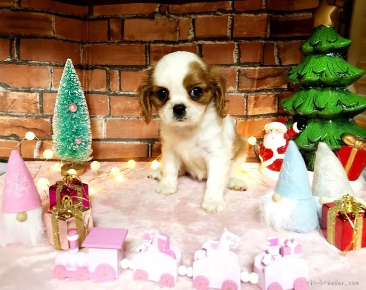 ID：1812-00272の子犬
