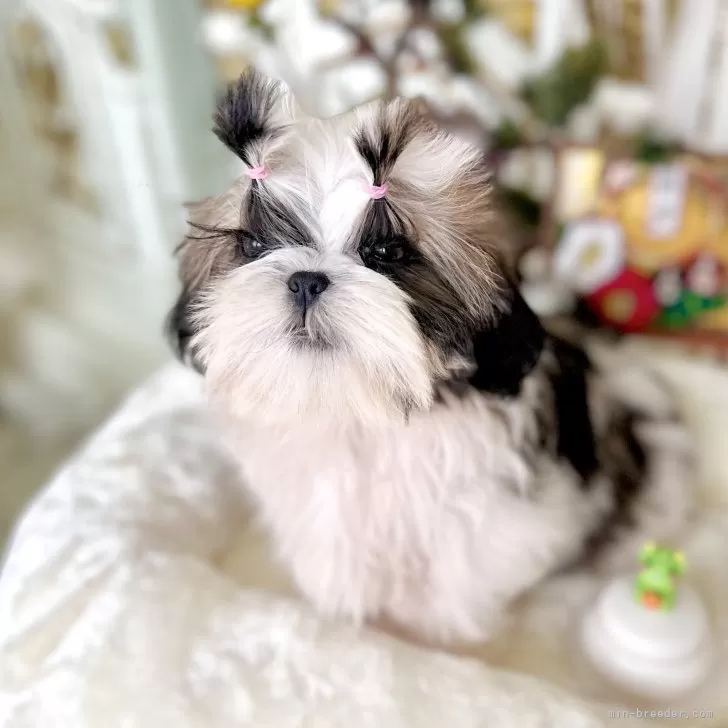 ID：2312-00667の子犬