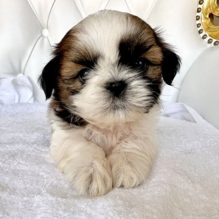 ID：2310-03644の子犬