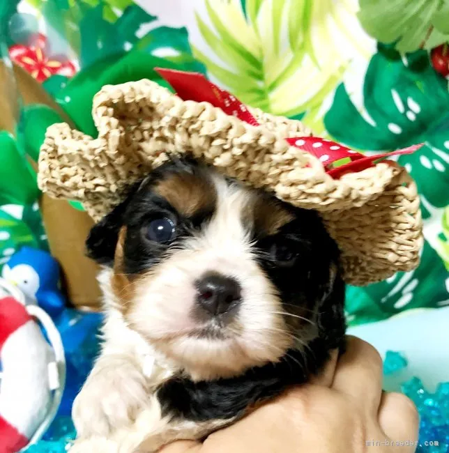 ID:1806-02205の子犬