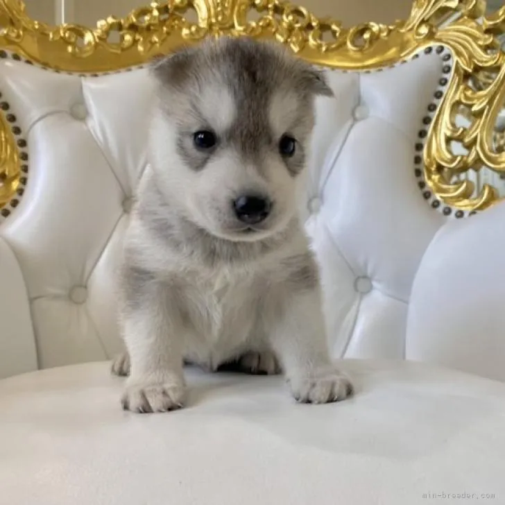 ID：2207-04749の子犬