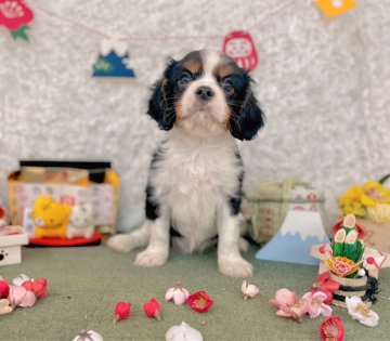 キャバリア【福岡県・男の子・2021年11月5日・トライ】の写真「両親DM遺伝子検査済み」