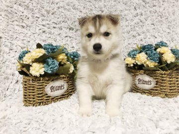 シベリアンハスキー【福岡県・男の子・2019年4月29日・シルバーアンドホワイト】の写真「お父さんはJKCチャンピオン」